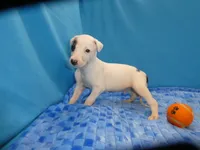 Jingle, a male Greyhound for sale in Olpe, KS – 2 of 5