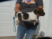 Jasper, a male Jack Russell Terrier for sale in Olpe, KS – 4 of 5