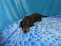 Max, a male Miniature Dachshund for sale in Olpe, KS – 4 of 6