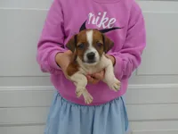 Barbie, a female Jack Russell Terrier for sale in Olpe, KS – 2 of 5