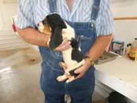 Sally, a female Basset Hound for sale in Olpe, KS – 5 of 5