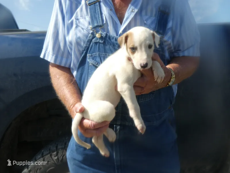 Sammy – Greyhound puppy for sale in Olpe, KS