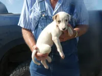 Sammy, a male Greyhound for sale in Olpe, KS – 1 of 8