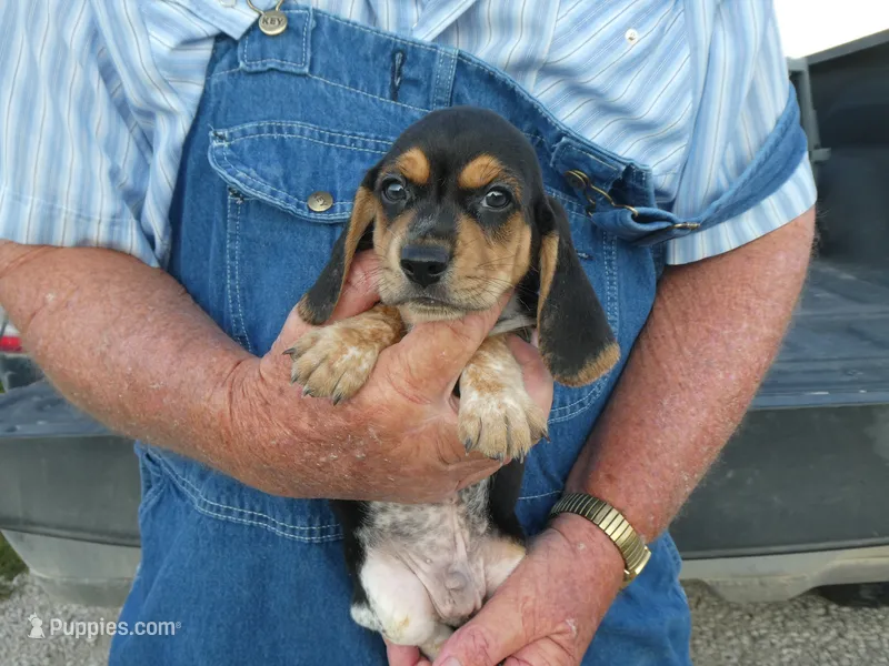 Doc – Beagle puppy for sale in Olpe, KS