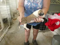 SARA, a female Greyhound for sale in Olpe, KS – 4 of 5