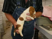 Esther, a male Basset Hound for sale in Olpe, KS – 3 of 4