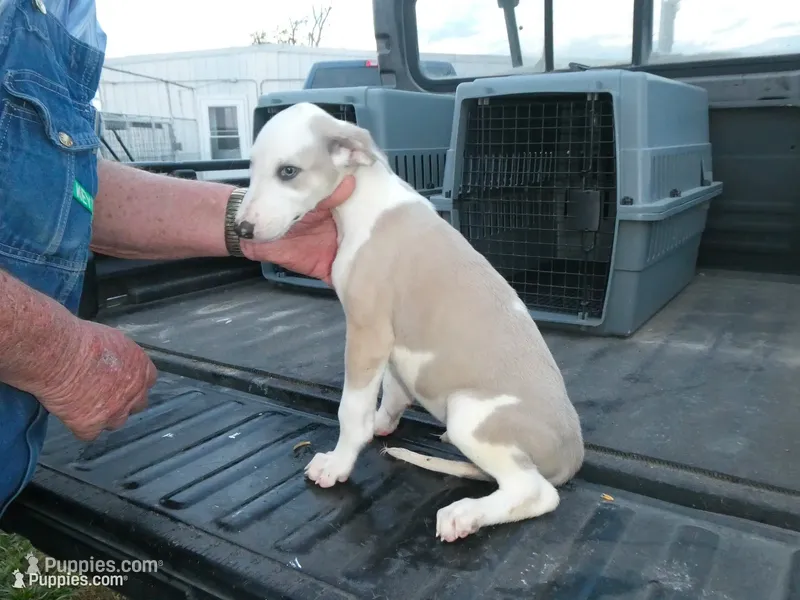 Doc – Greyhound puppy for sale in Olpe, KS