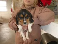 Otis, a male Beagle for sale in Olpe, KS – Photo 1 of 4