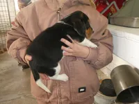 Otis, a male Beagle for sale in Olpe, KS – Photo 3 of 4