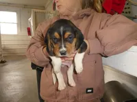 Otis, a male Beagle for sale in Olpe, KS – Photo 2 of 4