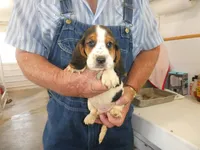 Doc, a male Basset Hound for sale in Olpe, KS – 2 of 5