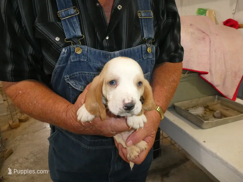 Wiston – Basset Hound puppy for sale in Olpe, KS