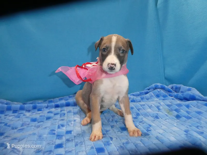 MIA – Greyhound puppy for sale in Olpe, KS
