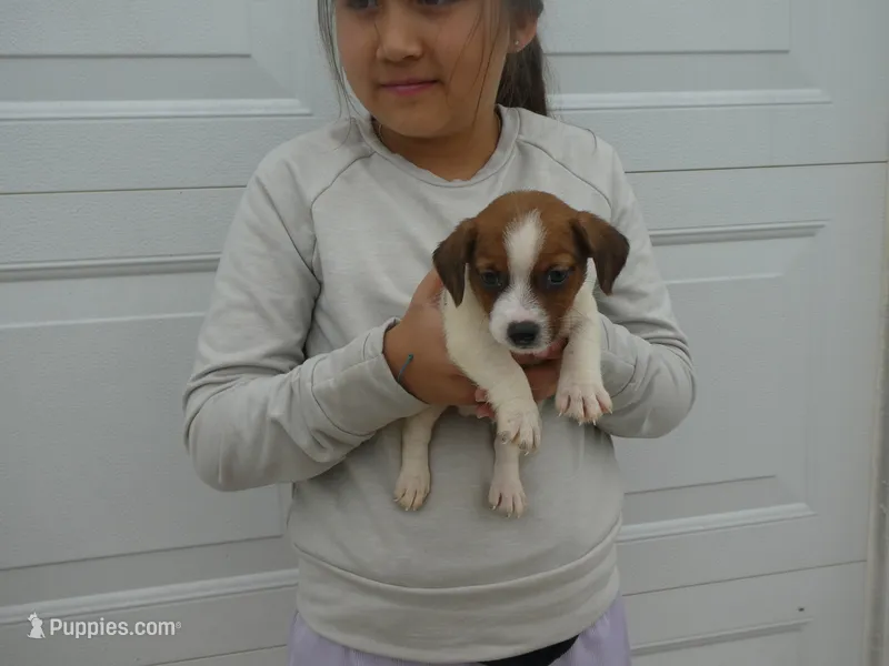 Harty – Jack Russell Terrier puppy for sale in Olpe, KS