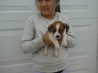Harty, a female Jack Russell Terrier for sale in Olpe, KS – 1 of 5