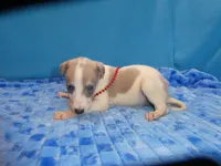 Maggie, a female Greyhound for sale in Olpe, KS – 4 of 5