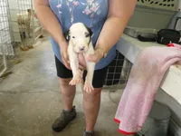JAZZY, a female Greyhound for sale in Olpe, KS – 2 of 6