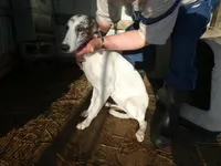 MIA, a female Greyhound for sale in Olpe, KS – Photo 2 of 3