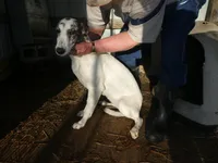 MIA, a female Greyhound for sale in Olpe, KS – Photo 3 of 3