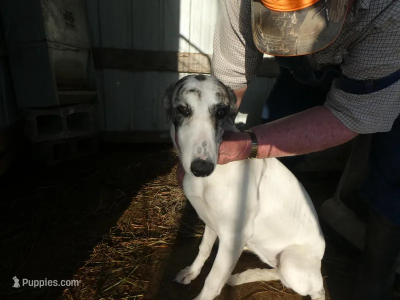 MIA – Greyhound puppy for sale in Olpe, KS