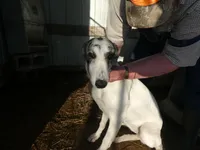 MIA, a female Greyhound for sale in Olpe, KS – Photo 1 of 3