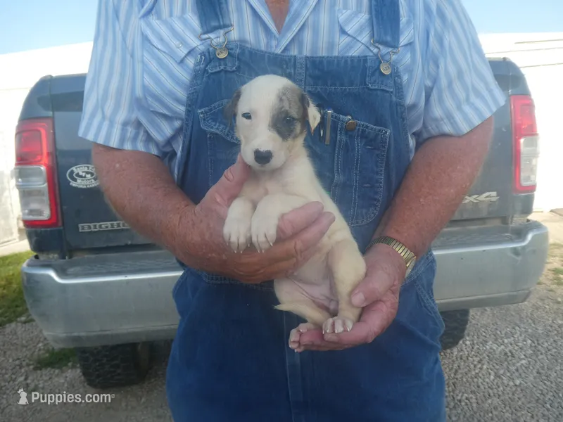 MIA – Greyhound puppy for sale in Olpe, KS