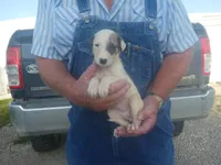MIA, a female Greyhound for sale in Olpe, KS – 1 of 8