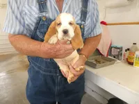 Maggie, a female Basset Hound for sale in Olpe, KS – 1 of 5