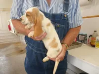 ACE, a male Basset Hound for sale in Olpe, KS – 4 of 4