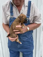 Badger, a male Boxer for sale in Olpe, KS – 3 of 5