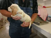 Wiston, a male Basset Hound for sale in Olpe, KS – 5 of 5