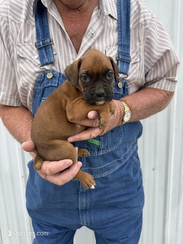 Buzz – Boxer puppy for sale in Olpe, KS