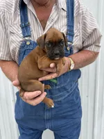 Buzz, a male Boxer for sale in Olpe, KS – 1 of 4