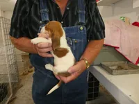 Clem, a male Basset Hound for sale in Olpe, KS – 4 of 5