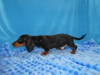 Max, a male Miniature Dachshund for sale in Olpe, KS – 3 of 6