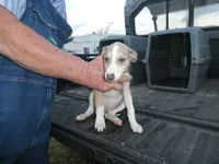 Sara, a female Greyhound for sale in Olpe, KS – 2 of 6