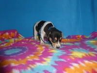 Mitzee, a male Rat Terrier for sale in Olpe, KS – 5 of 6