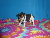 Mitzee, a male Rat Terrier for sale in Olpe, KS – 3 of 6