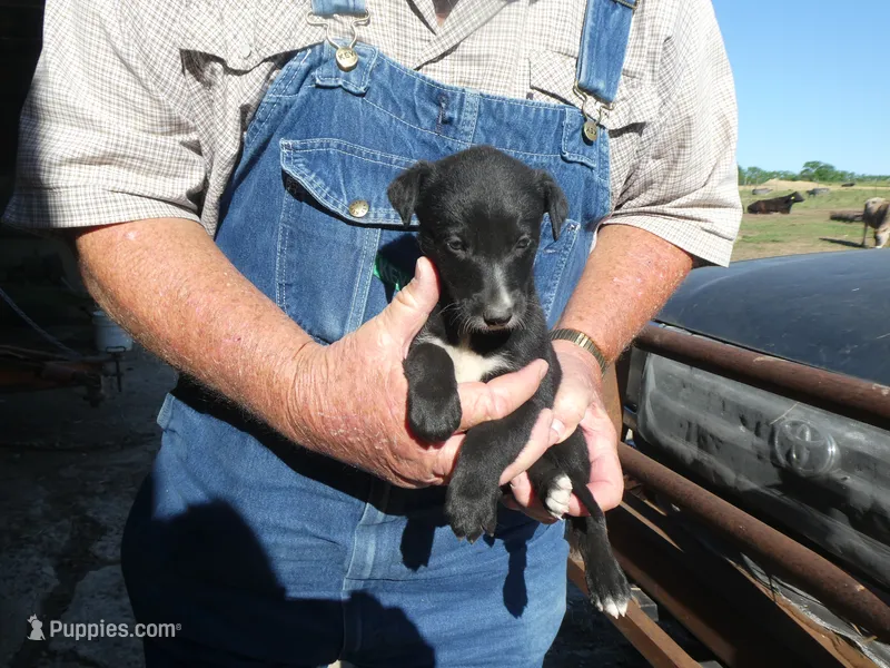 Liz – Greyhound puppy for sale in Olpe, KS