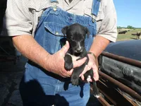 Liz, a female Greyhound for sale in Olpe, KS – 1 of 7