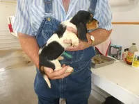 Sally, a female Basset Hound for sale in Olpe, KS – 4 of 5