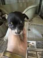 ELSA, a female Rat Terrier for sale in Olpe, KS – Photo 1 of 4