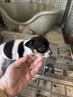 ELSA, a female Rat Terrier for sale in Olpe, KS – Photo 2 of 4