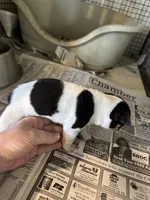 ELSA, a female Rat Terrier for sale in Olpe, KS – Photo 3 of 4