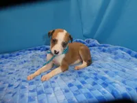 Ginger, a female Greyhound for sale in Olpe, KS – 1 of 5