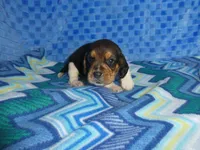 Tula, a female Beagle for sale in Olpe, KS – Photo 5 of 5
