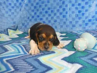 Tula, a female Beagle for sale in Olpe, KS – Photo 3 of 5