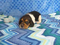 Tula, a female Beagle for sale in Olpe, KS – Photo 1 of 5