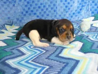 Tula, a female Beagle for sale in Olpe, KS – Photo 2 of 5