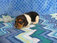 Tula, a female Beagle for sale in Olpe, KS – Photo 4 of 5